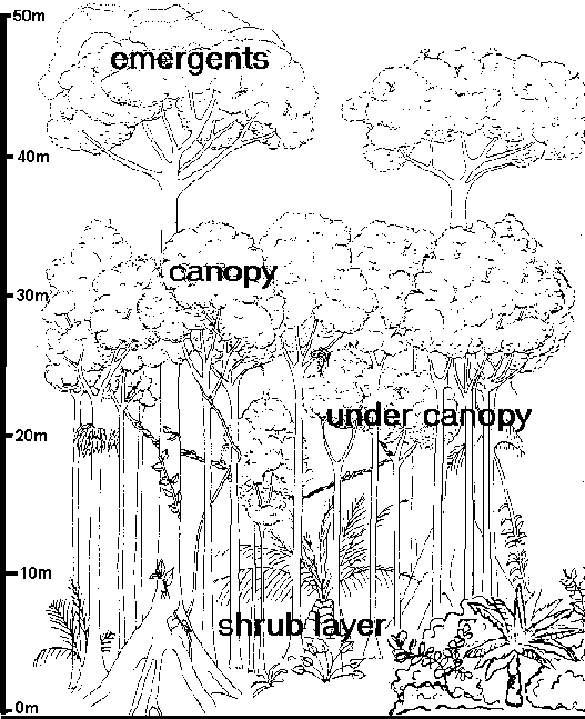 [cross section in the rainforest]